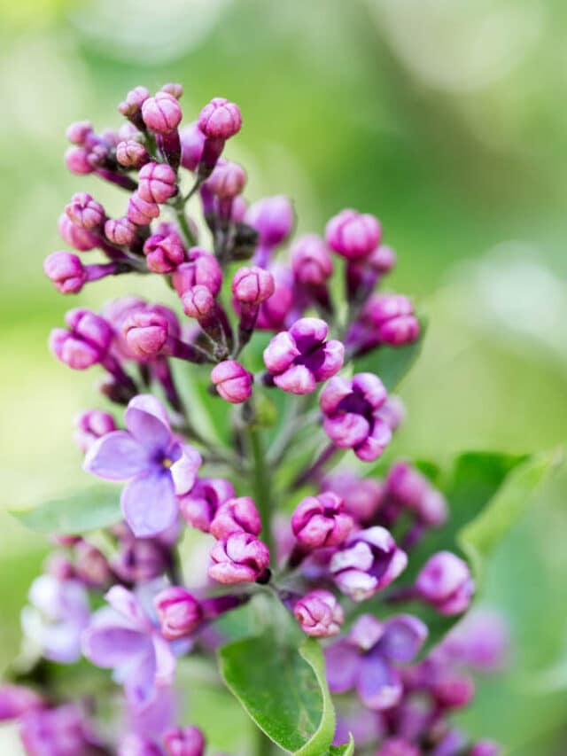 Learn How To Grow And Care For Lilac Bushes!