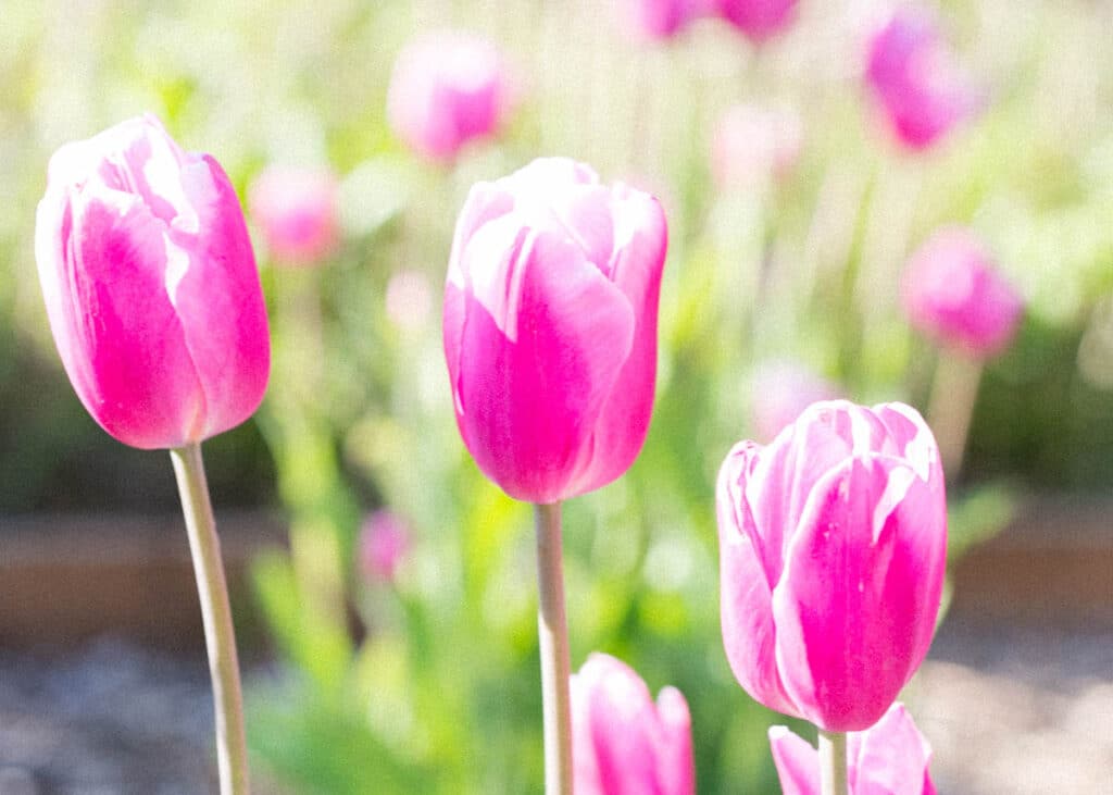 pink tulip flowers 