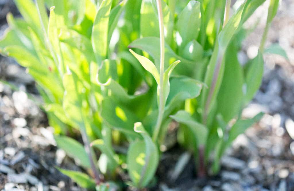 green and yellow tulip foliage and leaves