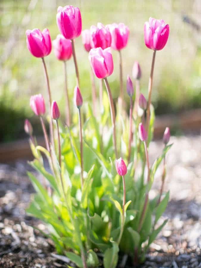 beautiful pink tulip flowers grown with long stems 