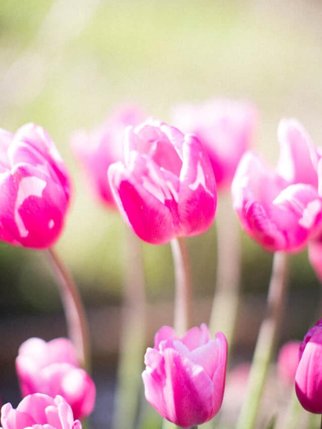 How To Care For Tulips After Blooming Green Garden Cottage