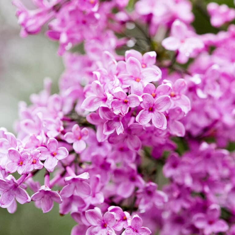 How To Grow + Care For Lilac Bushes