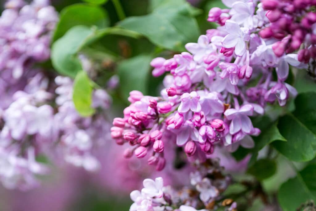 pink elizabeth lilac bush