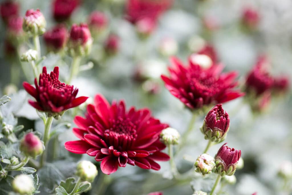 macro up close photo of mums