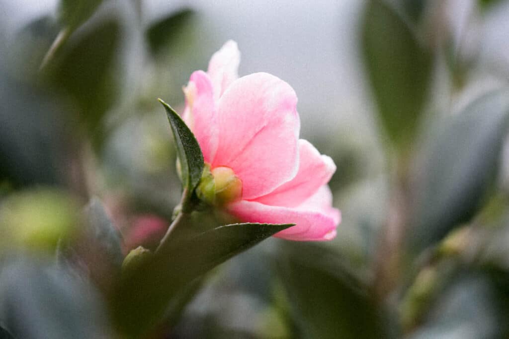 macro photo of a camelia taken with a 100 mm canon lens