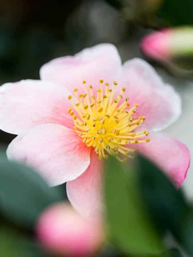 pink camellia flower taken on a cloudy day