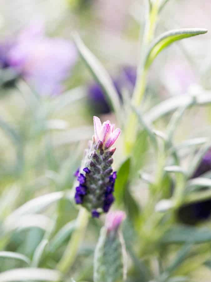 lavender photographed at sunset on a macro lens