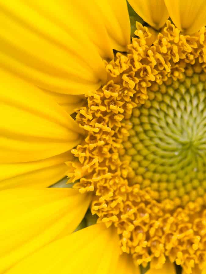 yellow sunflower photographed with a macro lens for up close photography