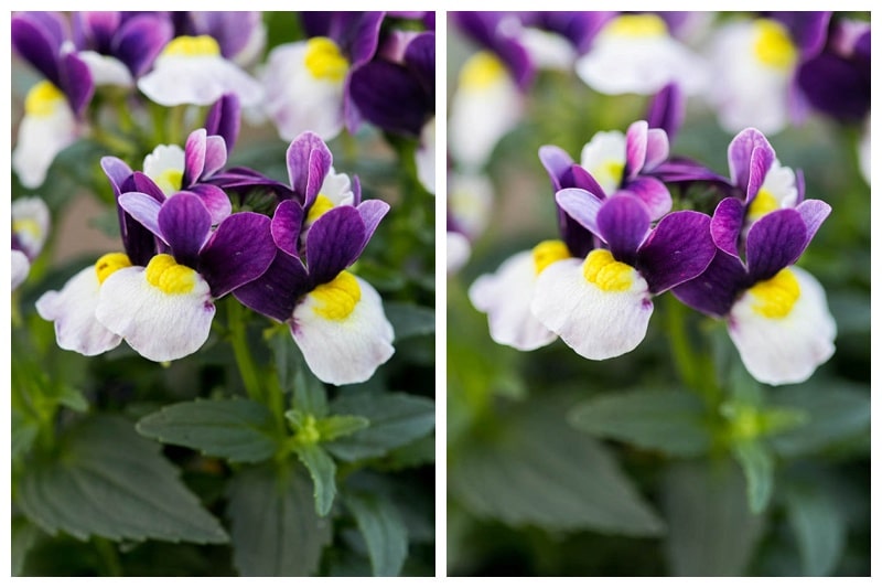 side by side photos of flowers showing the difference between a small aperture and a larger aperture. 