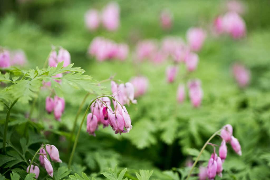 pink pacific bleeding heart flowers growing in a bunch of green foliage