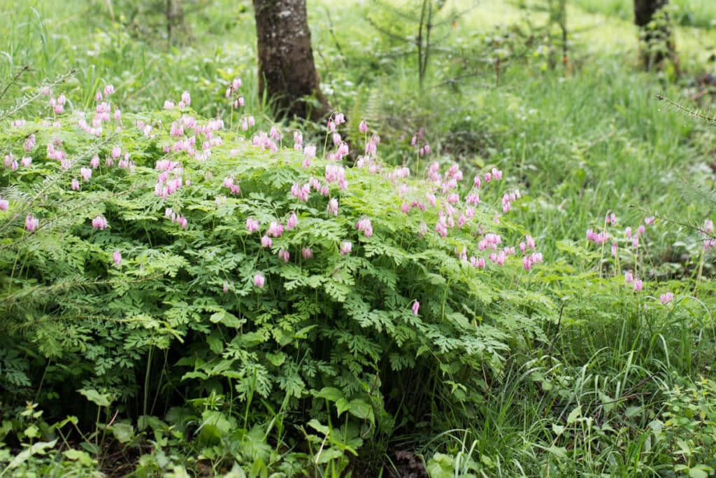 bleeding heart growing in a forest garden setting