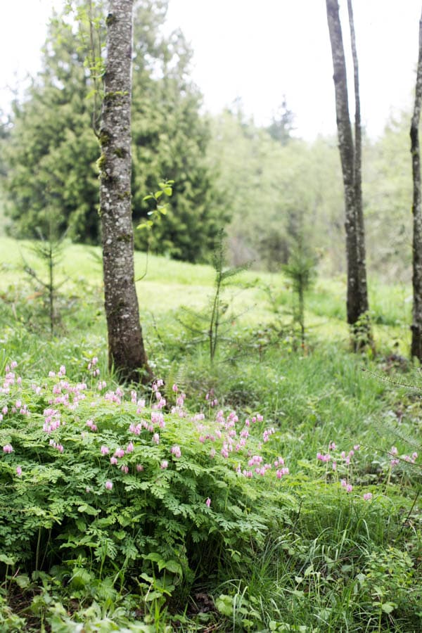 pacific bleeding heart growing in a mound 