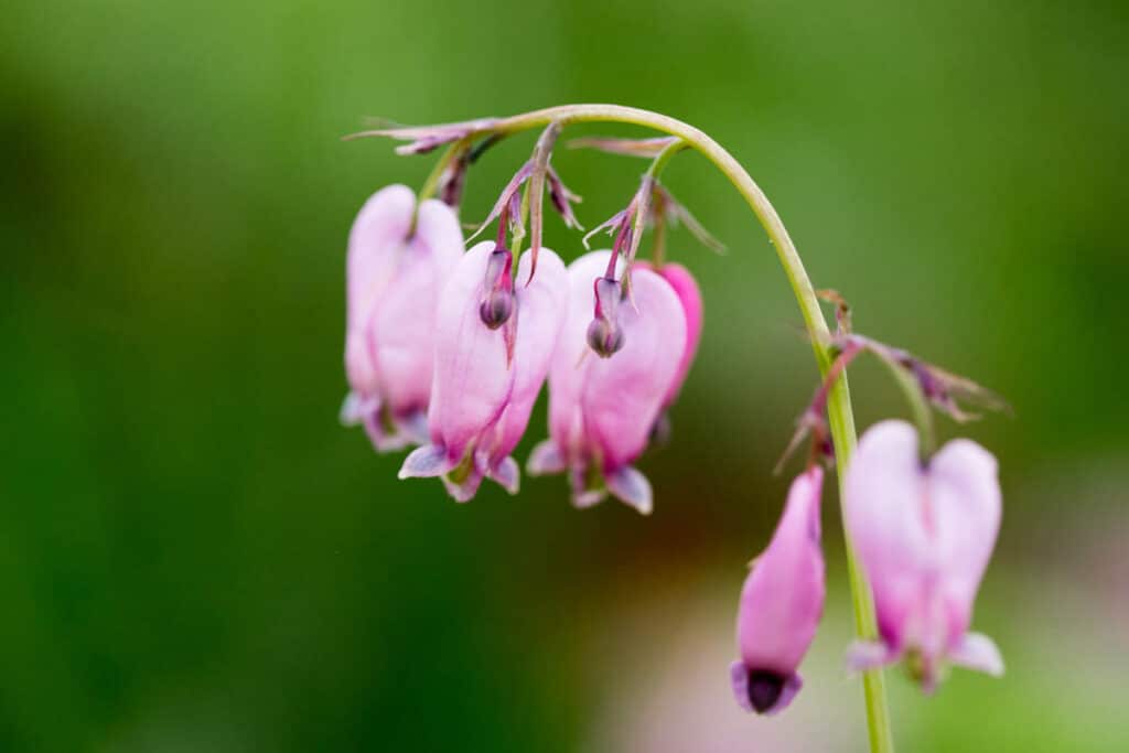 pink pacific bleeding heart flowers and stem