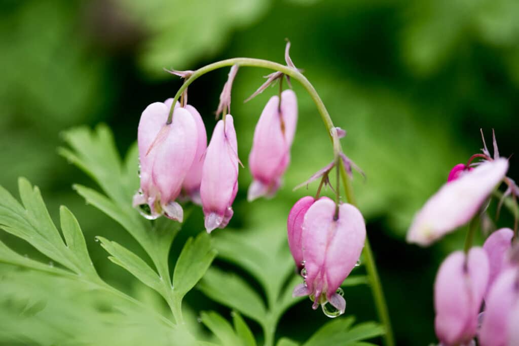 pink pacific bleeding heart flowers with green ferny foliage