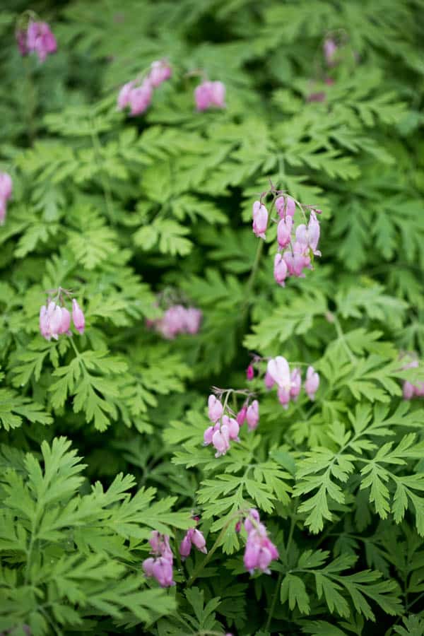 pink Pacific bleeding heart flowers with green ferny foliage 