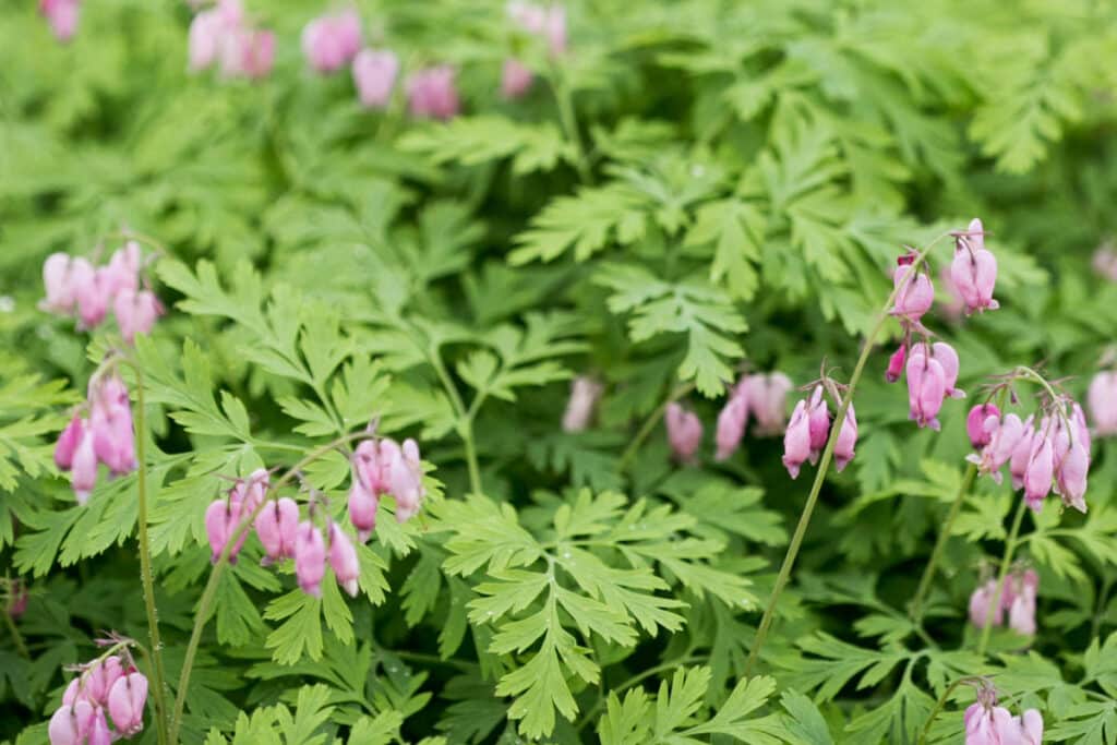 pink pacific bleeding heart flowers