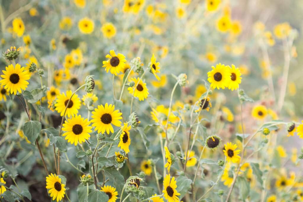 field of wild sunflowers