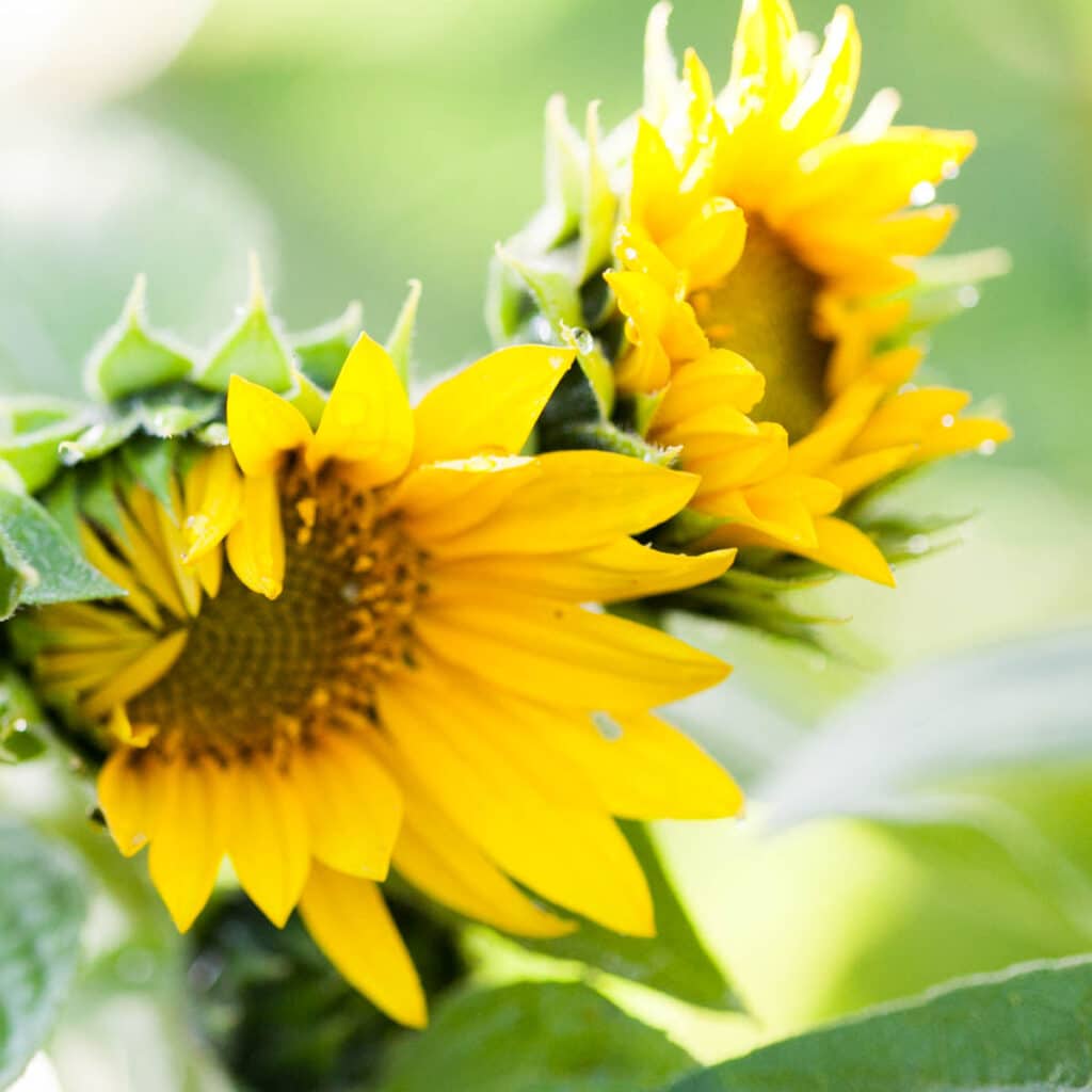 Parts Of A Sunflower (With Pictures) Green Garden Cottage