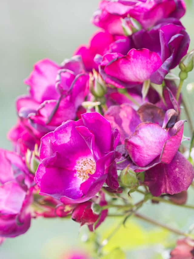 How To Deadhead Floribunda Roses For More Blooms! Green Garden Cottage