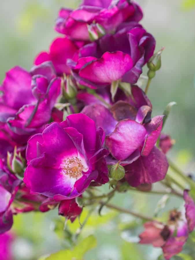 pink floribunda roses