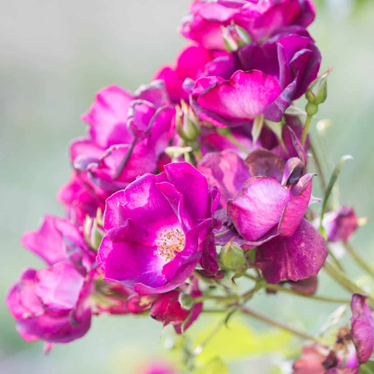 How To Deadhead Floribunda Roses: Easy Guide!