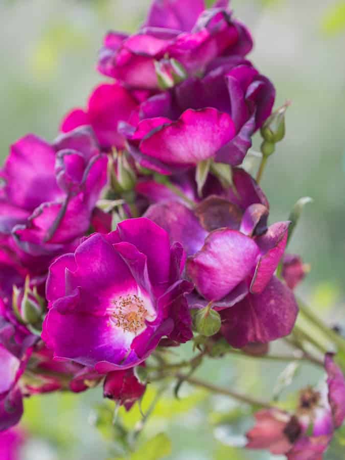 pink floribunda roses
