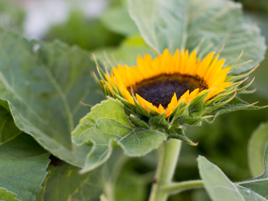 yellow sunflower with green leaves