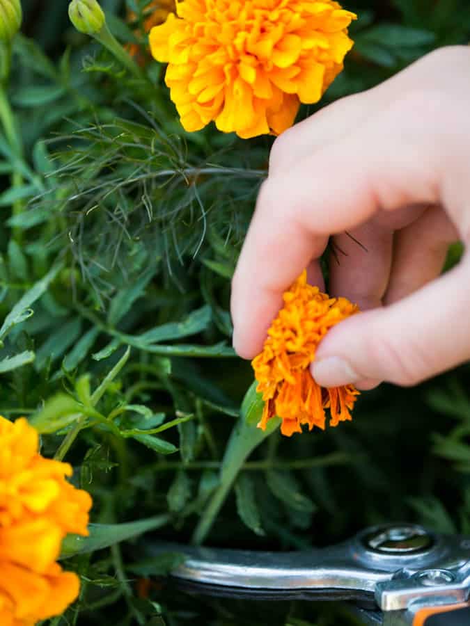 orange marigold flower being deadheaded above the first set of leaves