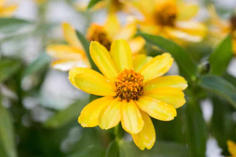 How To Deadhead Zinnias For More Flowers Easy Guide! Green Garden