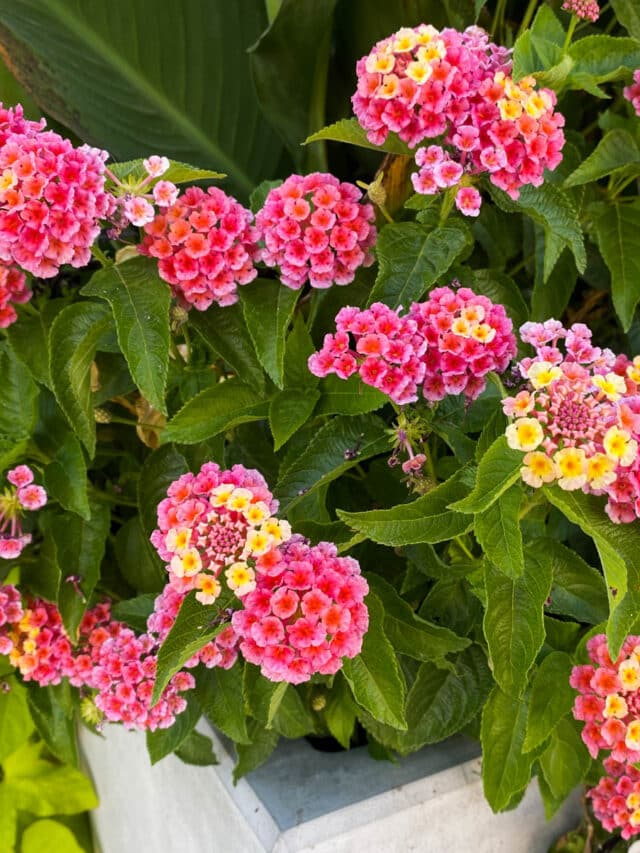 The Best Annuals For Fall Containers Green Garden Cottage