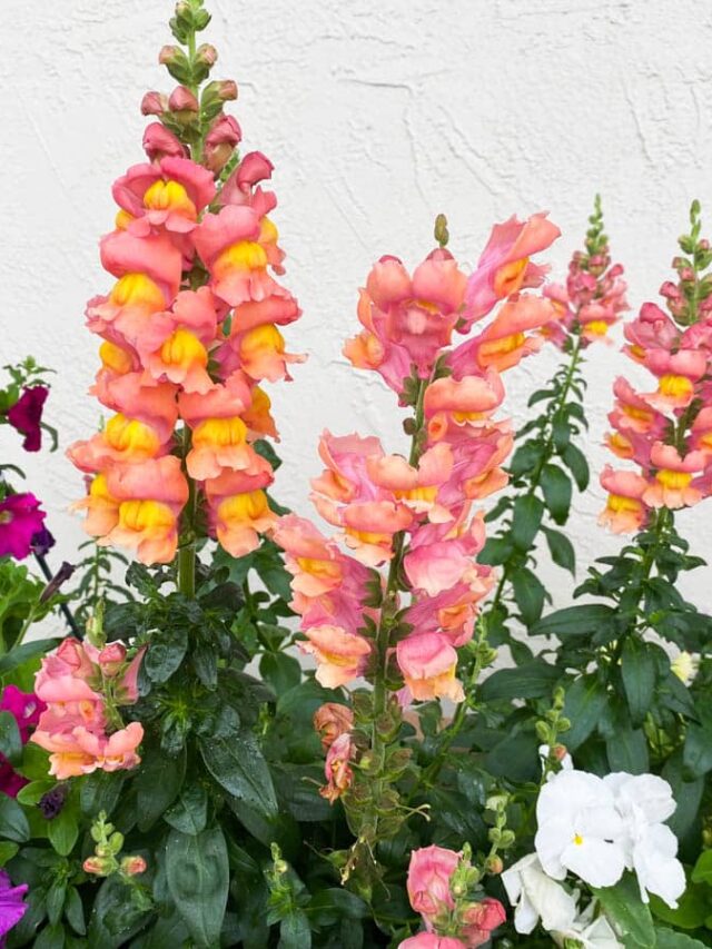 Easy Fall Annuals To Enjoy All Autumn Green Garden Cottage