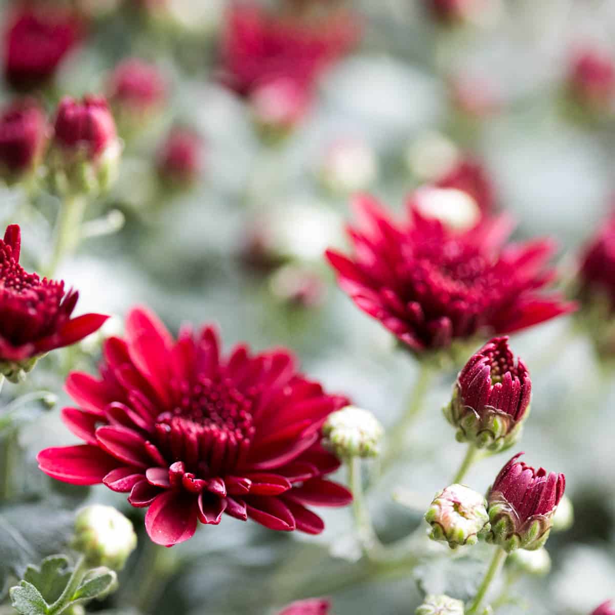 23 Fall Annuals (Colorful Fall Plants!)