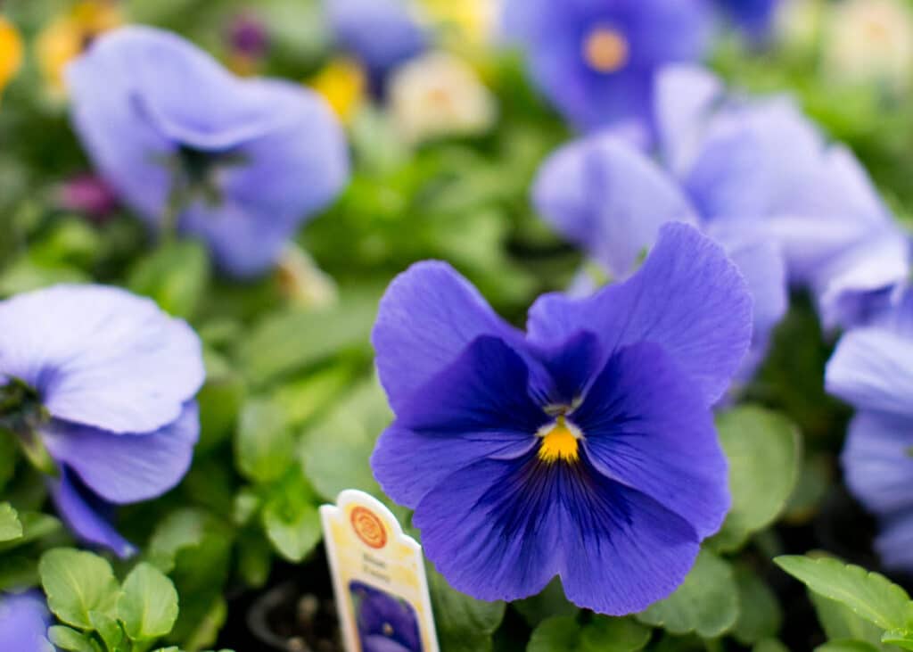 blue pansies for fall container garden