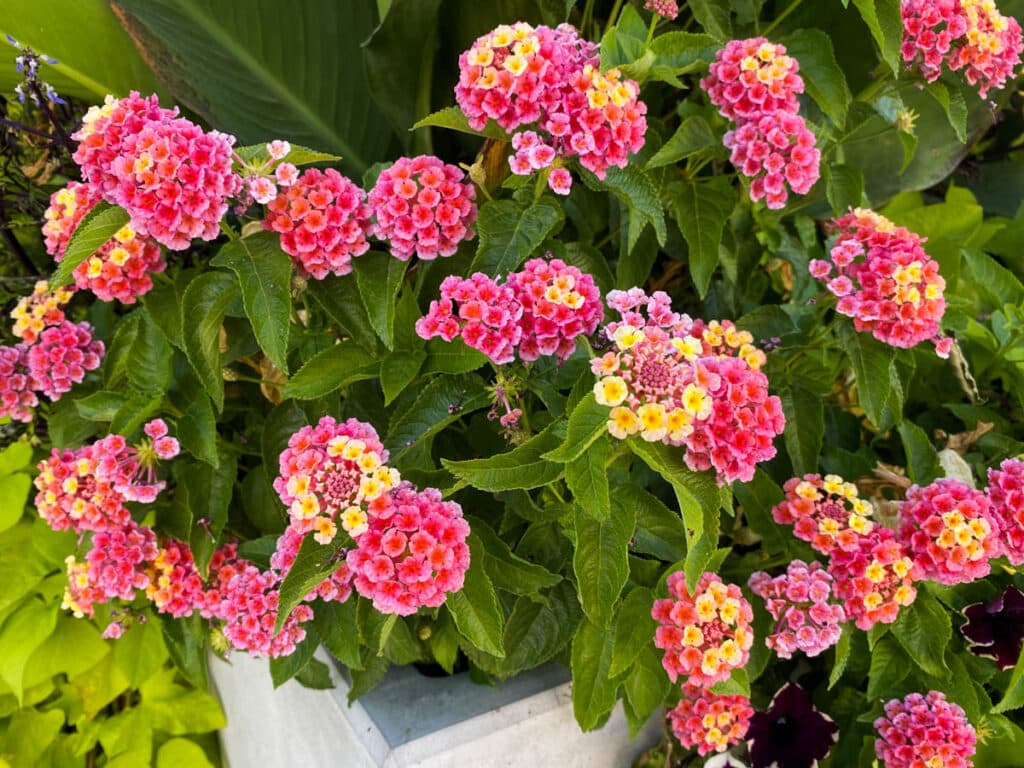 pink and yellow lantana growing in an autumn flower container 