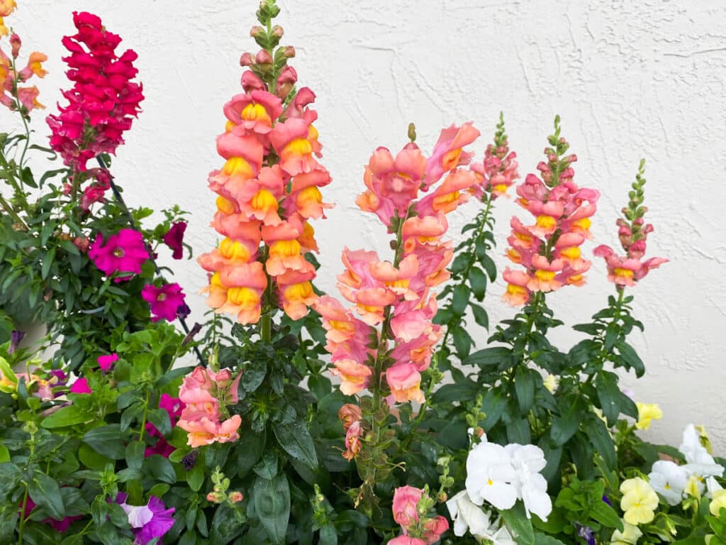 Snapdragons growing alongside pansies in a fall container garden