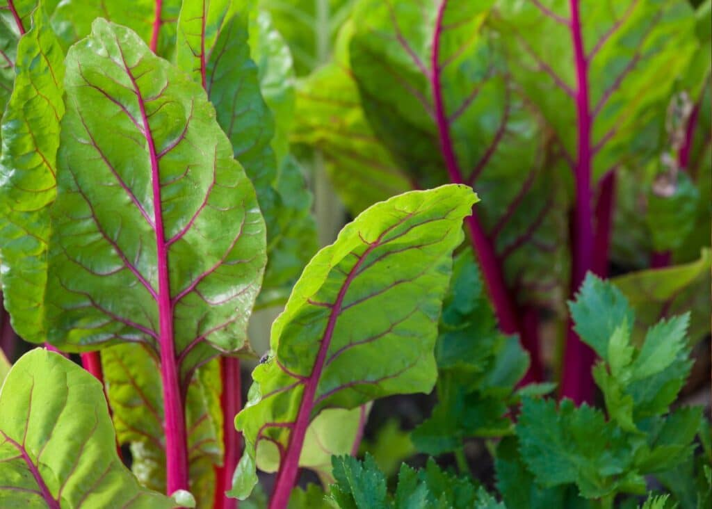 red and green swiss chard