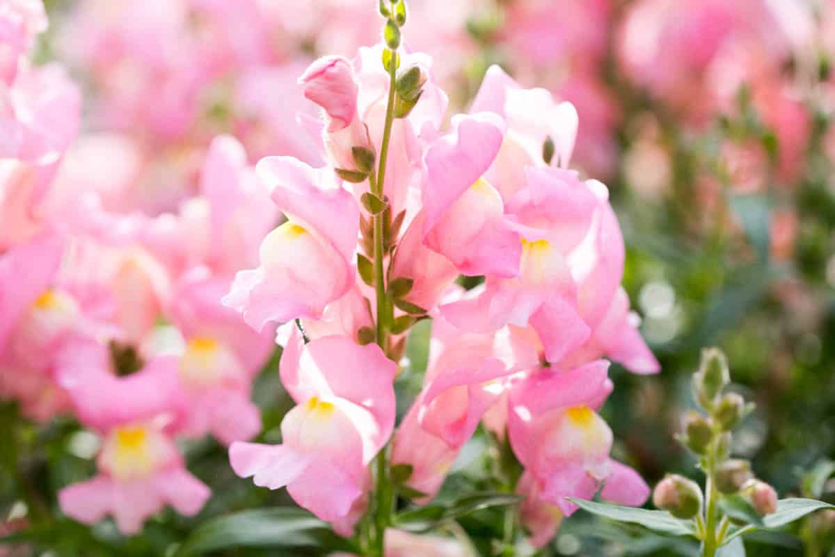 31-flowers-that-bloom-in-september-green-garden-cottage
