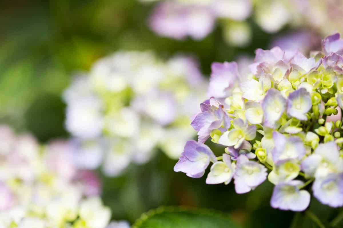 31 Flowers That Bloom In September - Green Garden Cottage