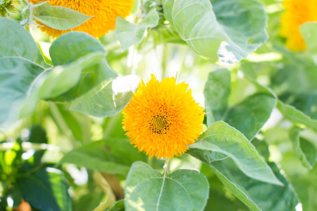 yellow teddy bear sunflower with green leaves