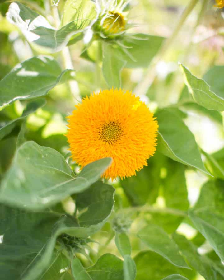 teddy bear sunflower plant