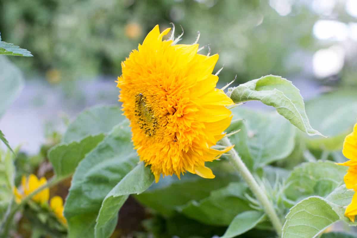 Teddy Bear Sunflowers How To Grow + Care For Green Garden Cottage