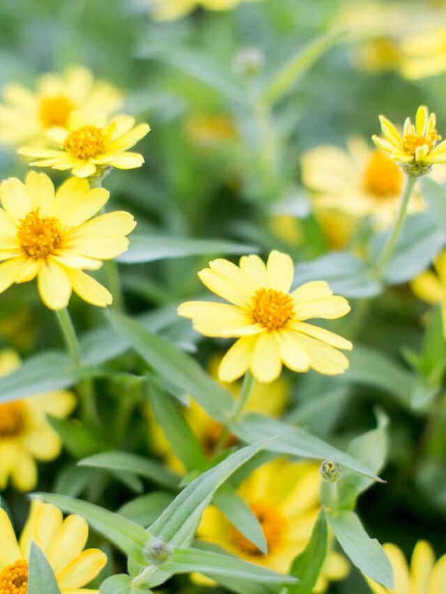 How To Harvest + Save Zinnia Seeds Green Garden Cottage