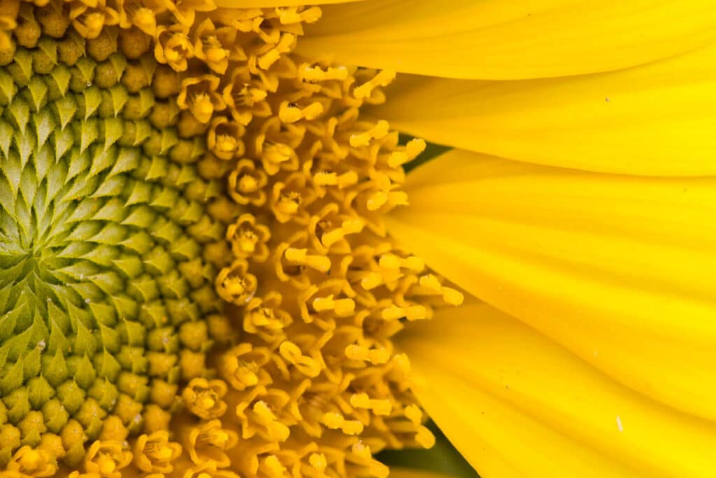 yellow sunflower with petals