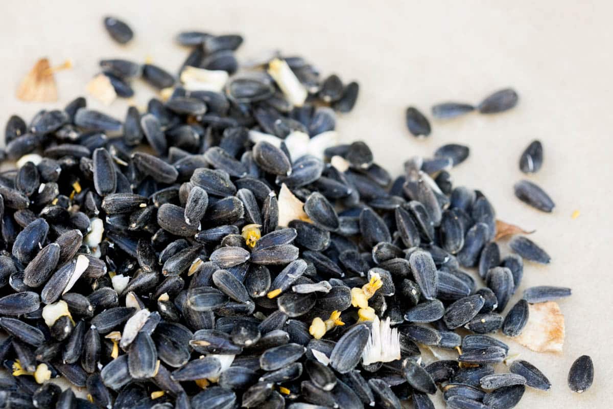 How + When To Harvest Sunflower Seeds For Eating Green Garden Cottage