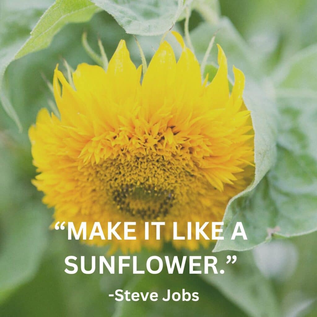 sunflower quote which says make it like a sunflower by steve jobs