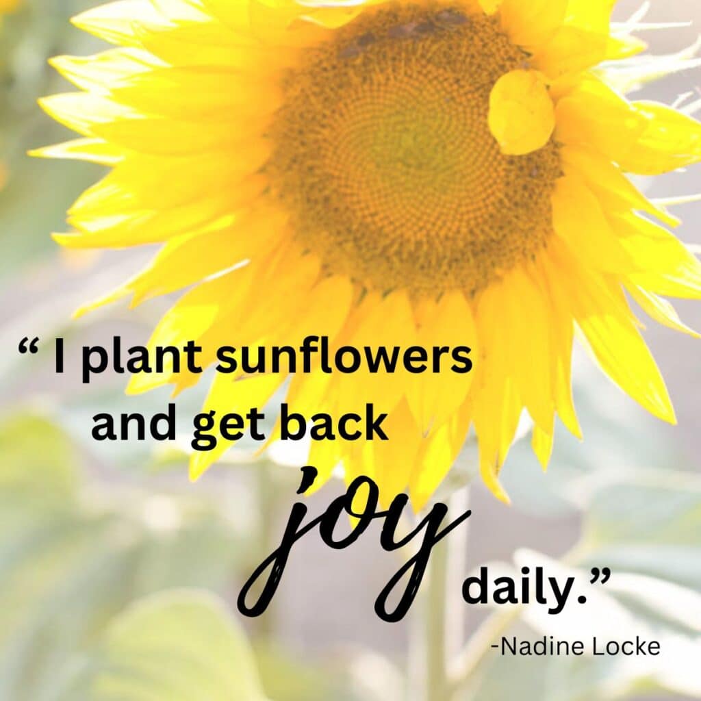 Sunflower quote by nadine locke that says I plant sunflowers and get back joy daily. 
