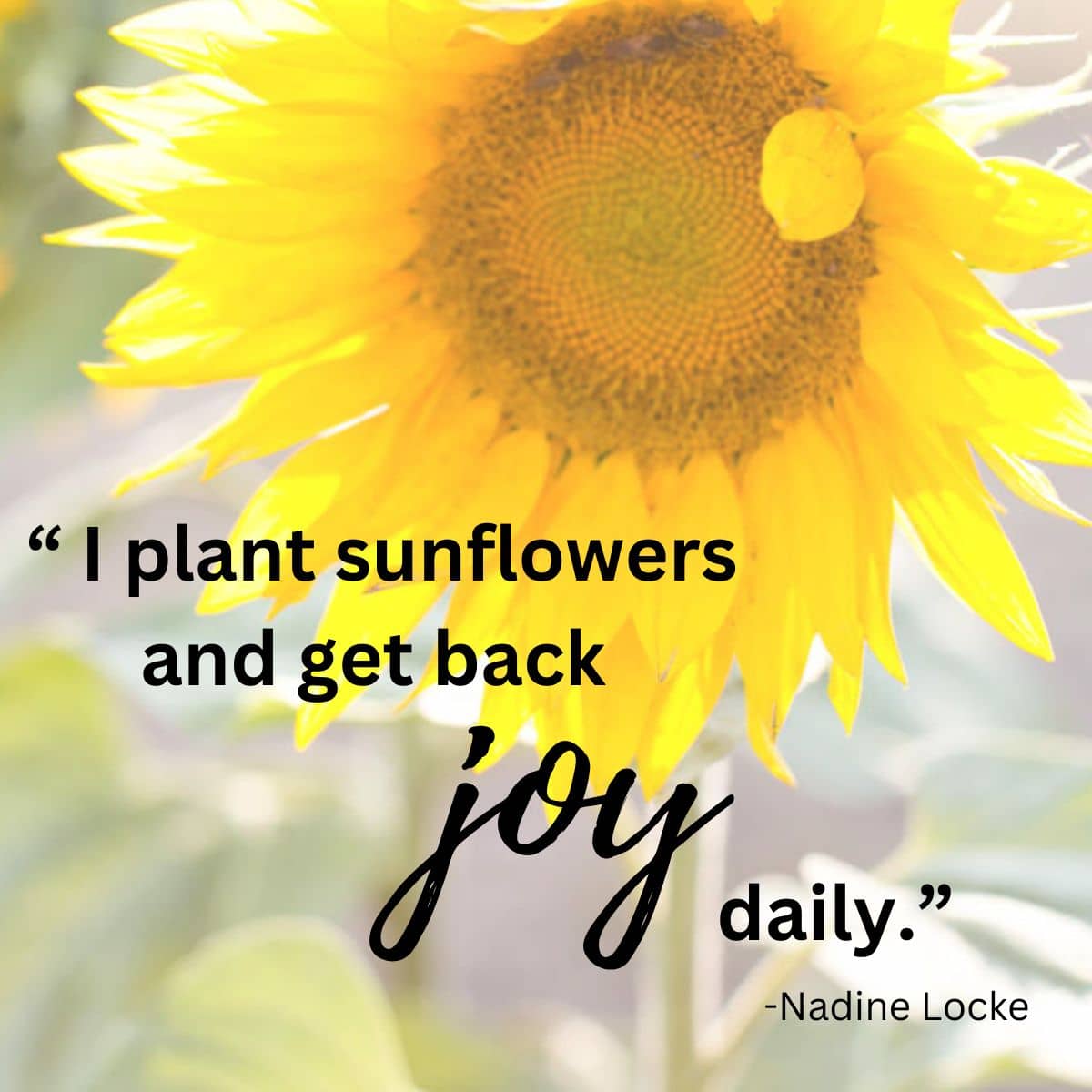 101 Best Sunflower Quotes   Poems Green Garden Cottage 101 Best Sunflower Quotes   Poems Green Garden Cottage