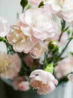 15 Longest Lasting Cut Flowers - Green Garden Cottage