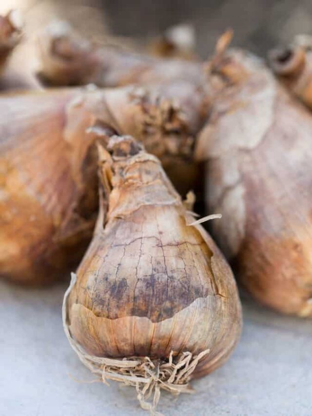 Planting Daffodil Bulbs Green Garden Cottage