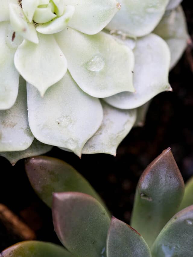 Reasons Why Succulent Leaves Fall Off